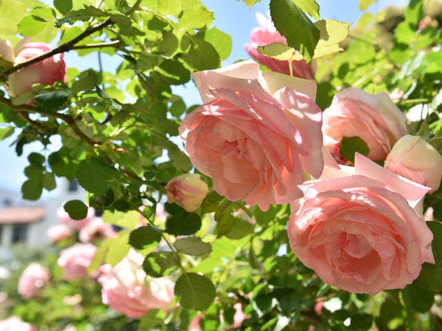 《横浜》秘密の花園にて