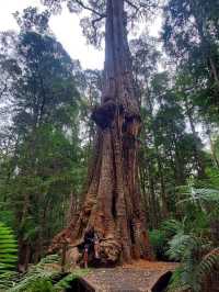 Tarkine Rainforest