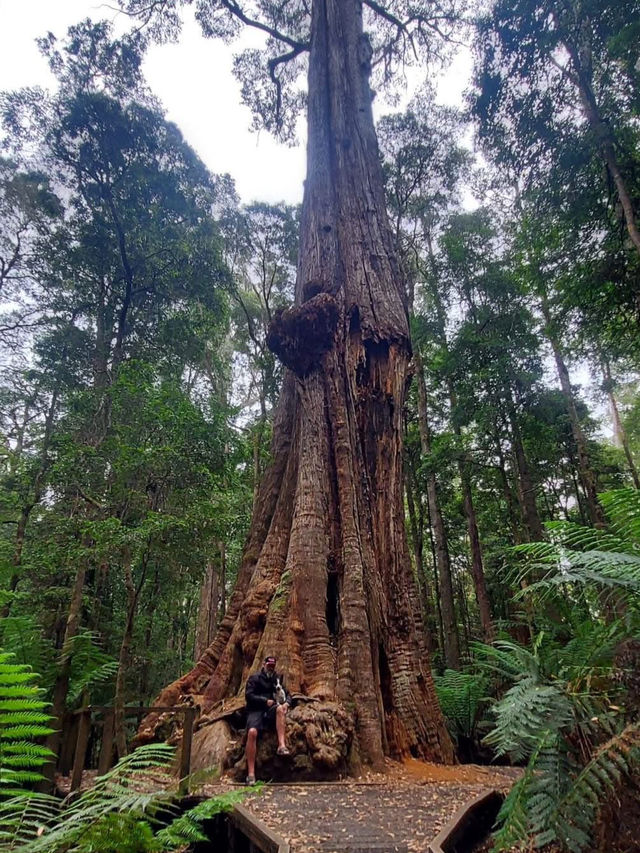Tarkine Rainforest