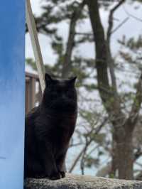 釜山｜考驗腳力的太宗台 與影島的貓咪們相遇