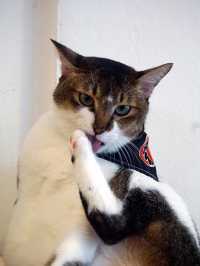 A Purr-fect Afternoon with a Dozen Cats at The Cat Café Bugis