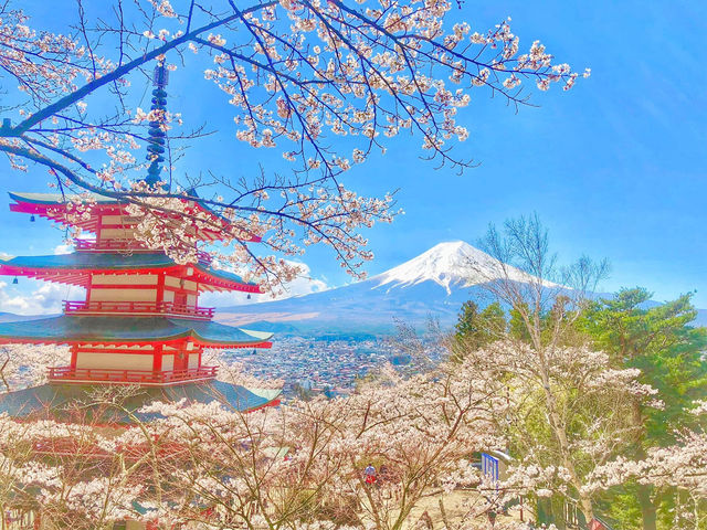 Mt. Fuji in a Day: Cherry Blossoms and Scenic Views