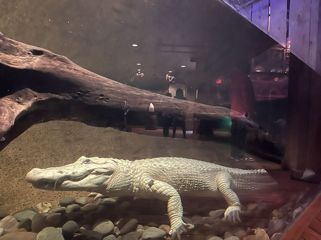 🐾 🐊✅Audubon Zoo（ニューオーリンズ）攻略ガイド – 自然と動物たちの楽園を満喫！