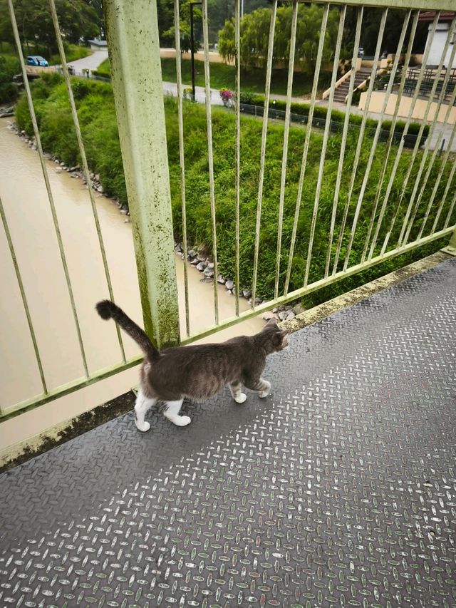 เดินเล่นริมน้ำ Kinta Riverwalk