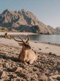 Chasing Sunrise at Padar Viewpoint, Komodo Island
