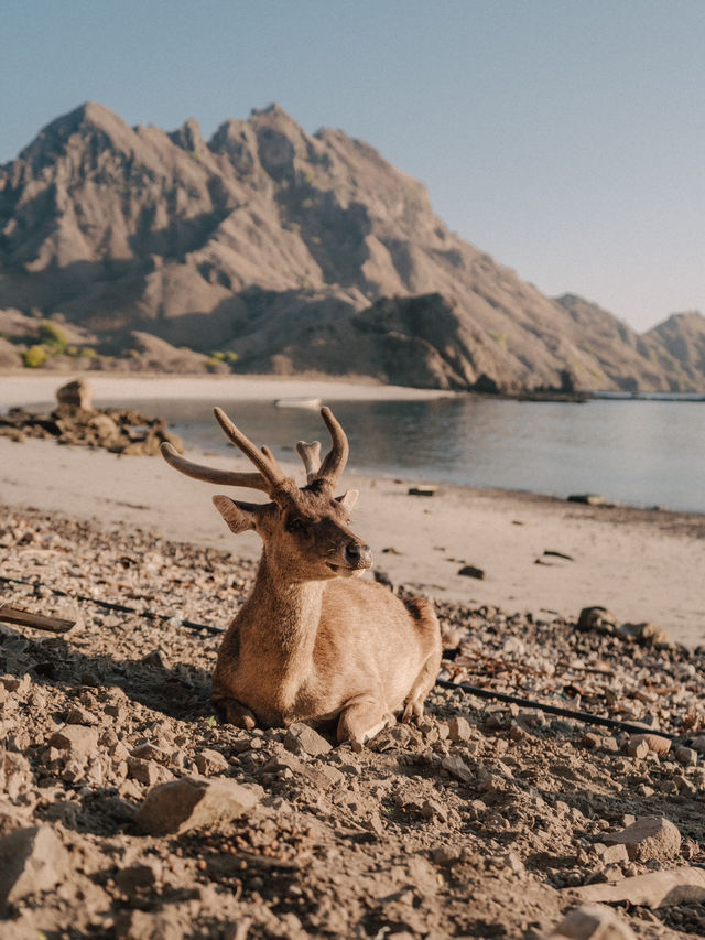 Chasing Sunrise at Padar Viewpoint, Komodo Island
