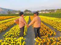 Lost in Zhongshe Flower Market for a Day– Taichung