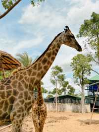 泰國曼谷必去景點🦒大城獅子動物園🐅🦓