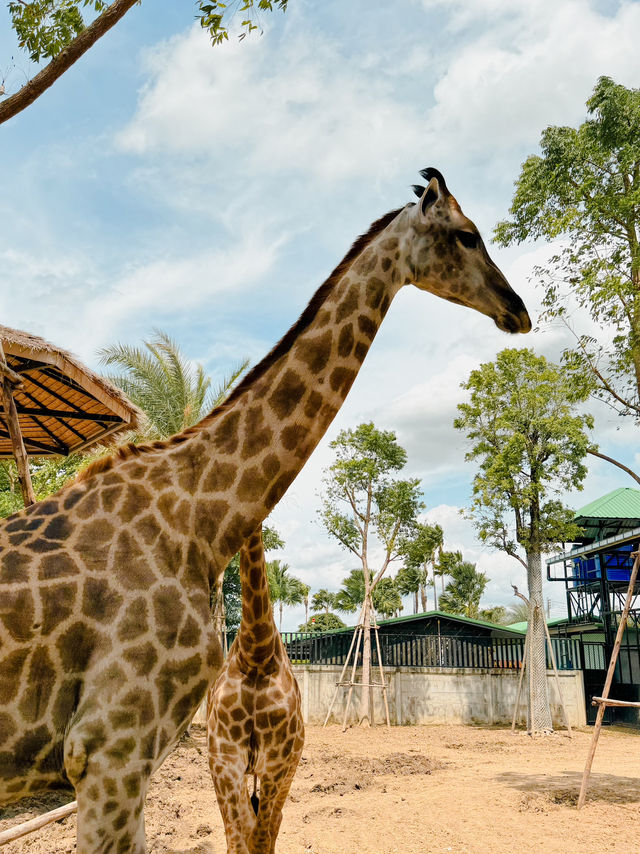 泰國曼谷必去景點🦒大城獅子動物園🐅🦓