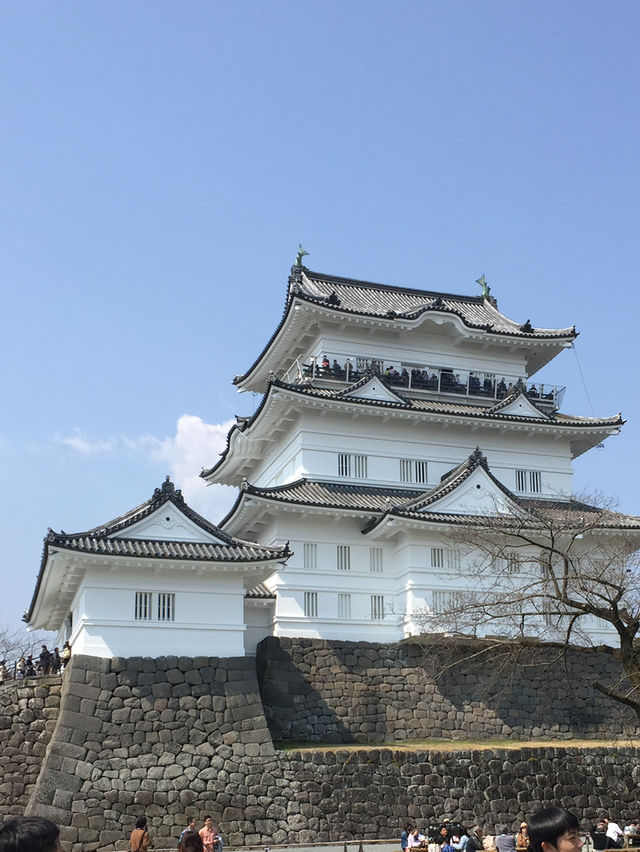 【神奈川・小田原】小田原城🏯