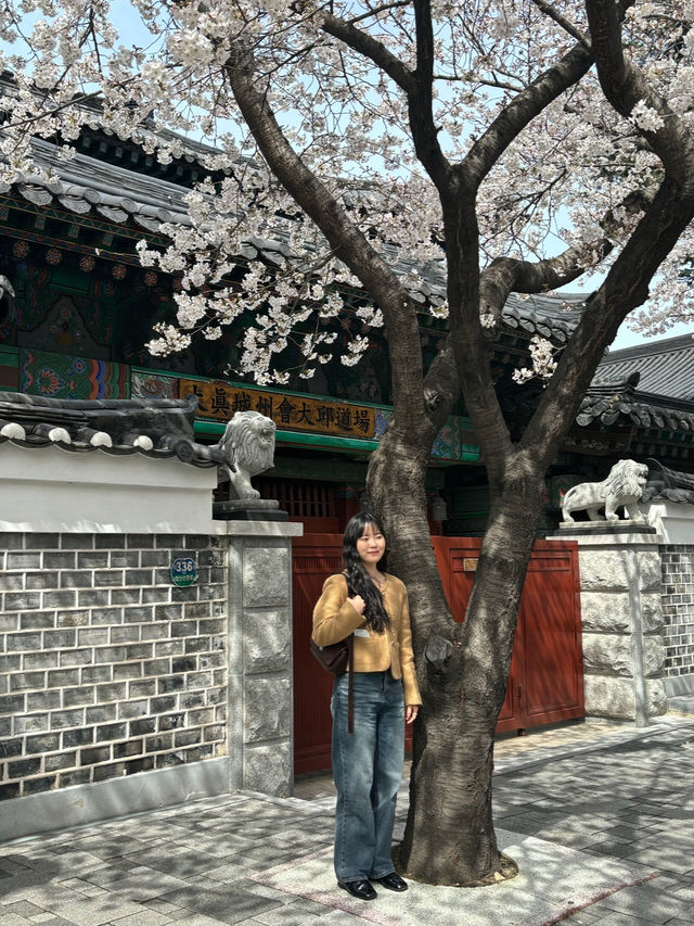 대구 벚꽃여행