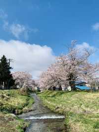 Kannonji River ซากุระริมน้ำสุดโรแมนติกแห่งฟุคุชิมะ