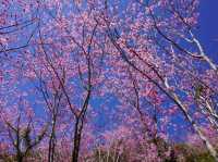拉拉山櫻木花道/二馬山莊櫻花美景