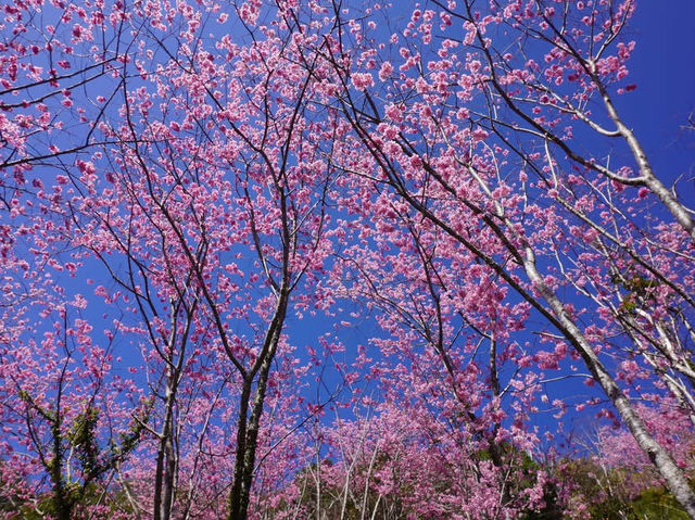 拉拉山櫻木花道/二馬山莊櫻花美景
