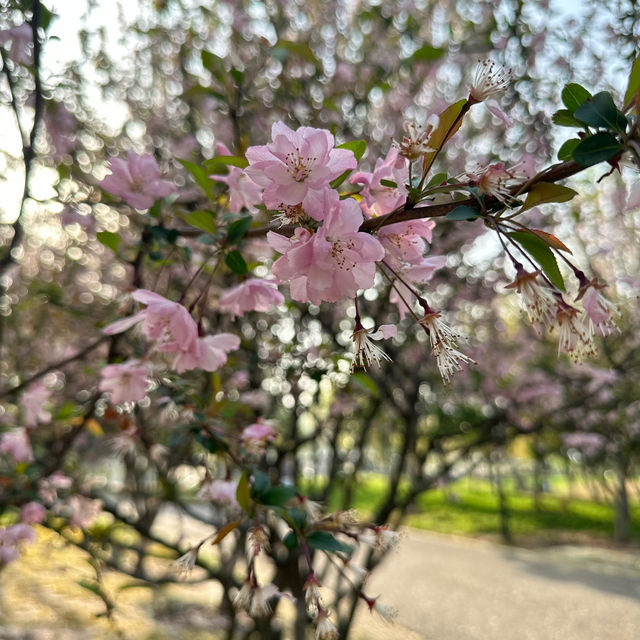 比日本櫻花更美🌸🌸武漢小眾賞櫻地點🤫