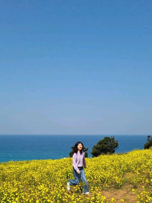 제주의 봄은 노란색💛