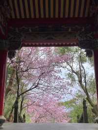 碧山巖櫻花步道賞櫻美景