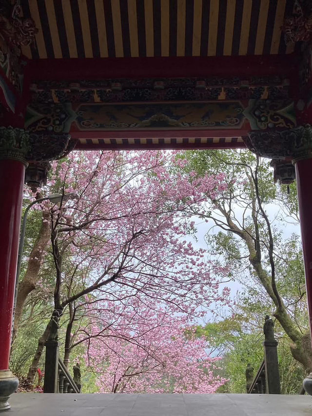 碧山巖櫻花步道賞櫻美景