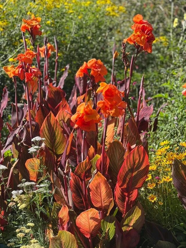 花園城市內的基督城植物園