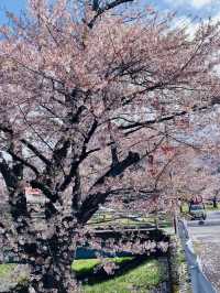 ซากุระที่ Kanonji River ฟุกุชิมะ ไม่ควรพลาด