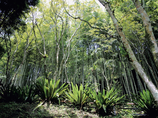 發現隱世秘境：仙境寒溪呢的夢幻之旅 🌸🏞️