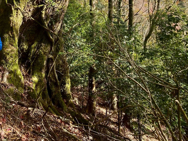 親民的綠野仙境～稍來山步道