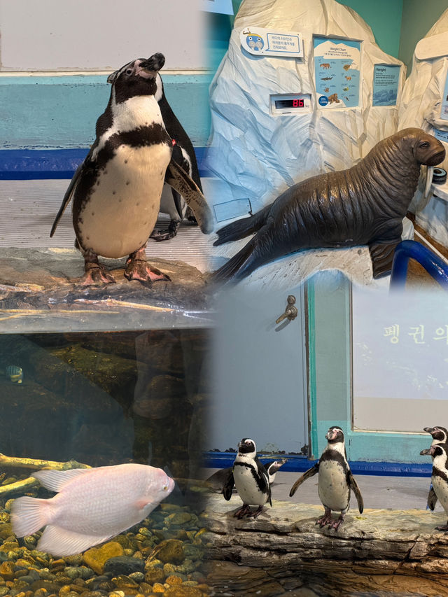 首爾水下漫遊：Coex與一山水族館一日遊🌊💞