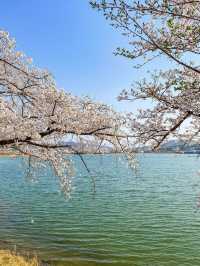 Ultimate Spring Guide to Gyeongju 🌸