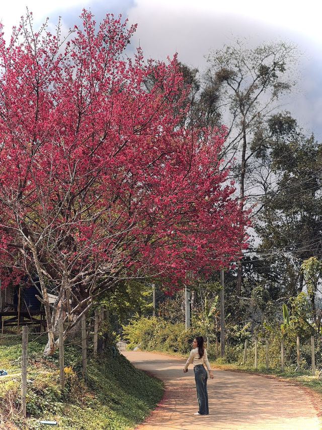 ดอยอ่างขาง อ.ฝาง จ.เชียงใหม่🌸🌸🤍