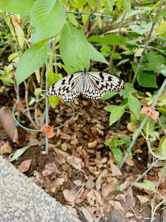 臺北市動物園🐾大人小朋友都啱玩地方