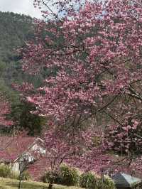 武陵農場櫻花季