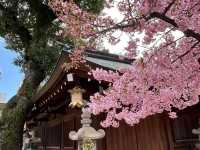 櫛田神社賞櫻美景