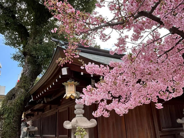 櫛田神社賞櫻美景
