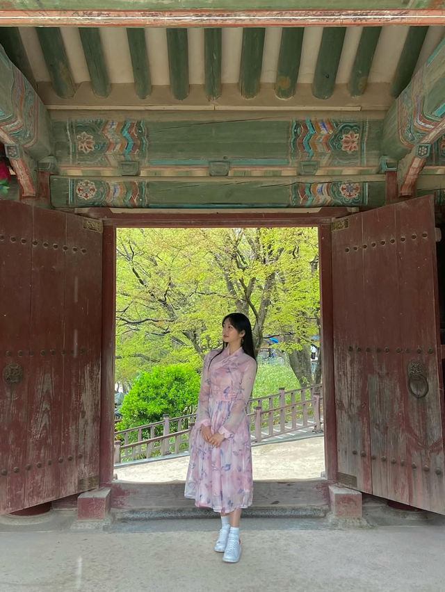 벚꽃 시즌엔 경주로 여행가보세요🌸