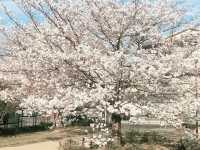 🌸 **大阪櫻井公園櫻花觀賞遊覽分享** 🌸