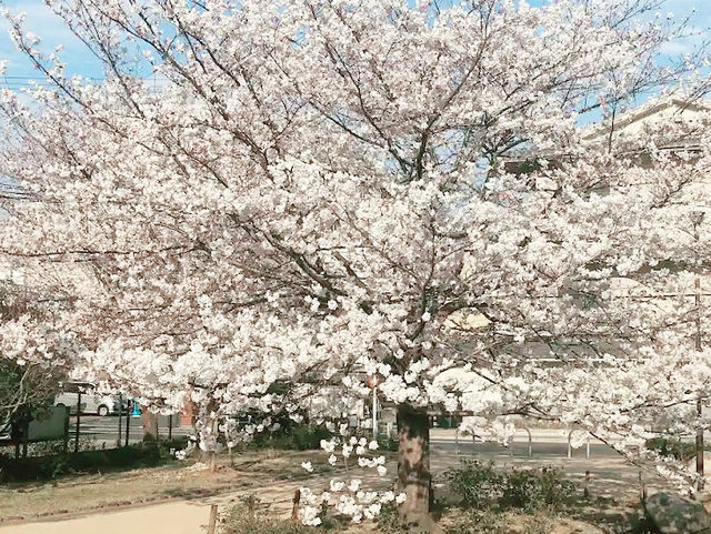 🌸 **大阪櫻井公園櫻花觀賞遊覽分享** 🌸