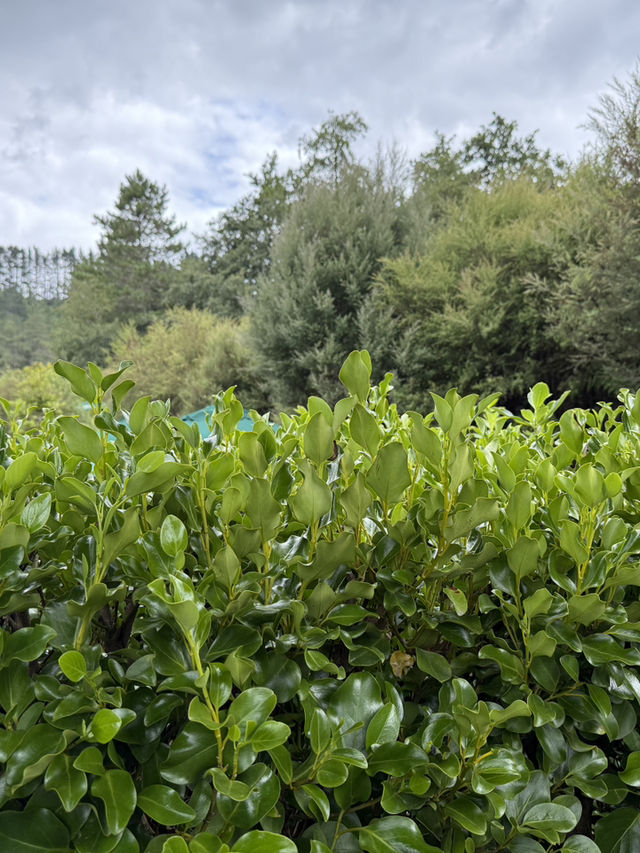 48 Hours In Rotorua, Lakeside Bliss In New Zealand. Retirement Vibes! 