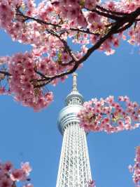 Chasing Sakura at Tokyo Skytree