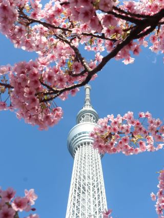 Chasing Sakura at Tokyo Skytree