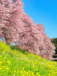 Chasing Sakura in Japan 🌸