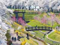 Chasing Sakura at Funaoka Castle Park