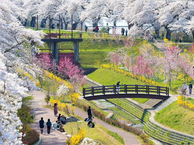 Chasing Sakura at Funaoka Castle Park
