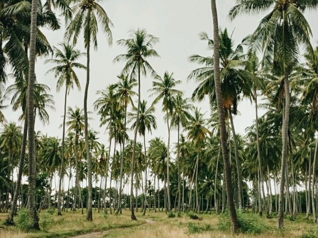 🥥 beach