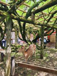 🇯🇵 NARA day trip, and yes, NARA 🦌 bow! 