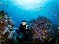 สำรวจ Dive site เกาะพระทอง