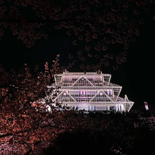 福岡 舞鶴公園春之天守閣夜櫻
