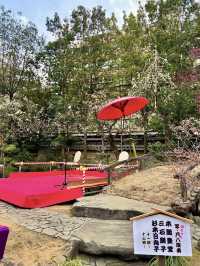 Springtime at Yushima Tenjin: Plum Blossom Festival