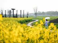 Discoger Majiabang Rapeseed Flowers