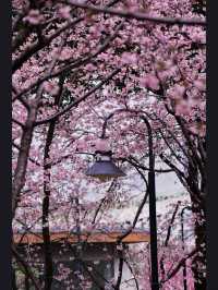 Jing’an Sculpture Park: A Futuristic Hanami Experience