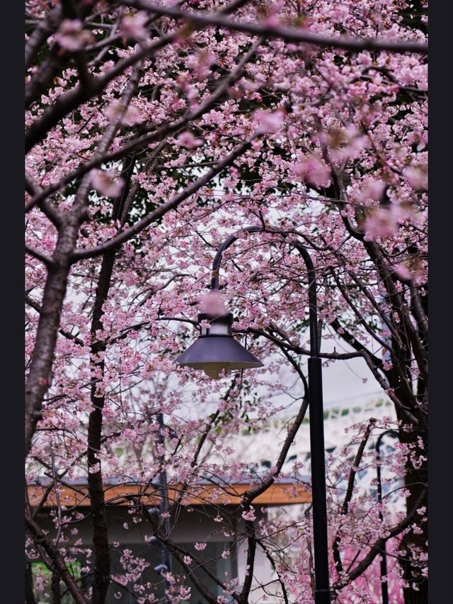Jing’an Sculpture Park: A Futuristic Hanami Experience